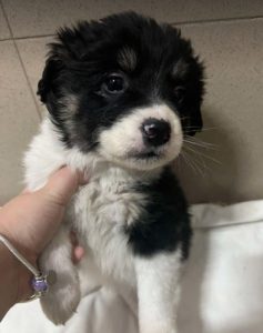 Evie a black and white rescue dog | 1 dog at a time rescue UK