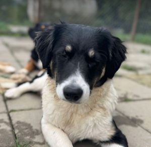 Evie a black and white rescue dog | 1 dog at a time rescue UK