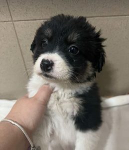 Evie a black and white rescue dog | 1 dog at a time rescue UK