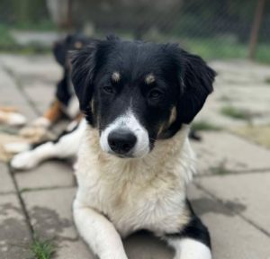 Evie a black and white rescue dog | 1 dog at a time rescue UK