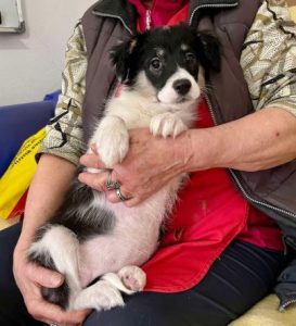 Evie a black and white rescue dog | 1 dog at a time rescue UK