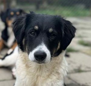 Evie a black and white rescue dog | 1 dog at a time rescue UK