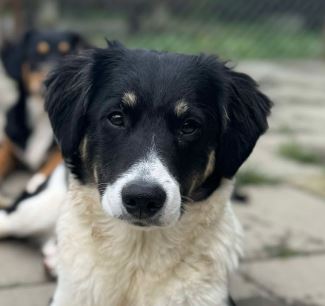 Evie a black and white rescue dog | 1 dog at a time rescue UK