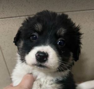 Evie a black and white rescue dog | 1 dog at a time rescue UK