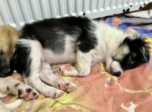 Evie a black and white rescue dog | 1 dog at a time rescue UK