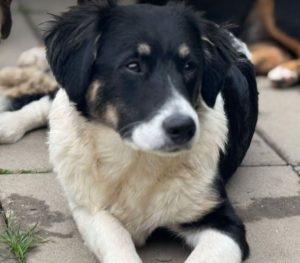 Evie a black and white rescue dog | 1 dog at a time rescue UK