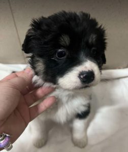 Evie a black and white rescue dog | 1 dog at a time rescue UK