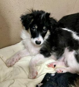 Evie a black and white rescue dog | 1 dog at a time rescue UK