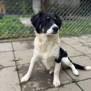 Evie a black and white rescue dog | 1 dog at a time rescue UK
