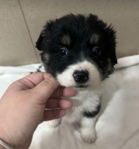 Evie a black and white rescue dog | 1 dog at a time rescue UK