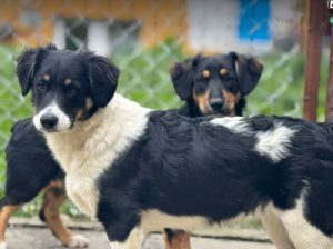 Evie a black and white rescue dog | 1 dog at a time rescue UK