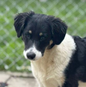 Evie a black and white rescue dog | 1 dog at a time rescue UK
