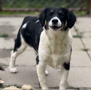 Evie a black and white rescue dog | 1 dog at a time rescue UK
