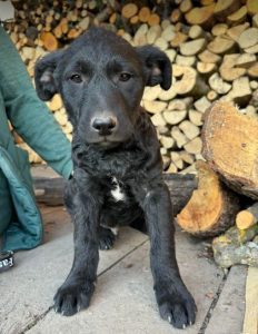 Forest a black rescue dog | 1 dog at a time rescue UK