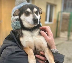 Freddie a brown rescue dog | 1 dog at a time rescue UK