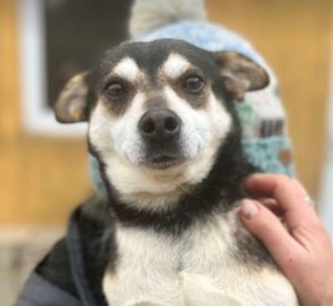 Freddie a brown rescue dog | 1 dog at a time rescue UK