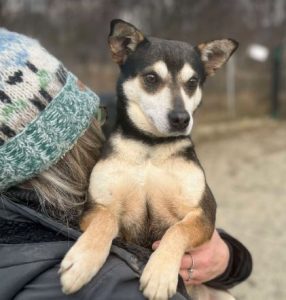 Freddie a brown rescue dog | 1 dog at a time rescue UK