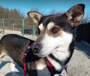 Freddie a brown rescue dog | 1 dog at a time rescue UK