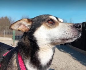 Freddie a brown rescue dog | 1 dog at a time rescue UK
