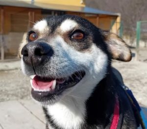 Freddie a brown rescue dog | 1 dog at a time rescue UK