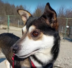 Freddie a brown rescue dog | 1 dog at a time rescue UK