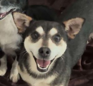 Freddie a brown rescue dog | 1 dog at a time rescue UK