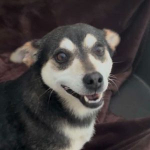 Freddie a brown rescue dog | 1 dog at a time rescue UK
