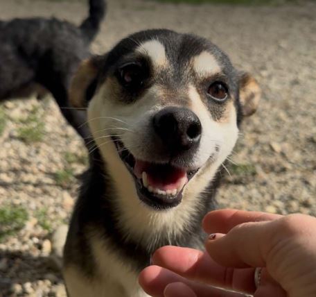 Freddie a brown rescue dog | 1 dog at a time rescue UK