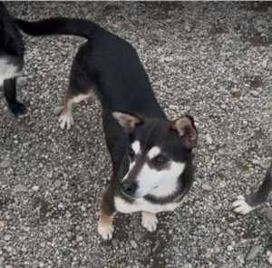 Freddie a brown rescue dog | 1 dog at a time rescue UK