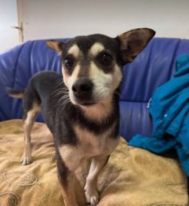 Freddie a brown rescue dog | 1 dog at a time rescue UK