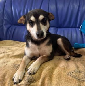 Freddie a brown rescue dog | 1 dog at a time rescue UK