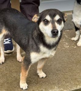 Freddie a brown rescue dog | 1 dog at a time rescue UK