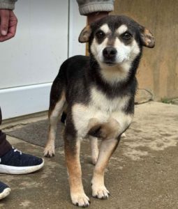 Freddie a brown rescue dog | 1 dog at a time rescue UK