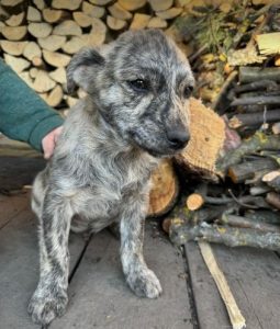 Frodo a brindle rescue dog | 1 dog at a time rescue UK
