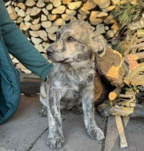 Frodo a brindle rescue dog | 1 dog at a time rescue UK