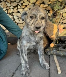 Frodo a brindle rescue dog | 1 dog at a time rescue UK