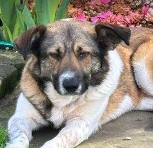 Georgie a white and brown rescue dog | 1 dog at a time rescue UK