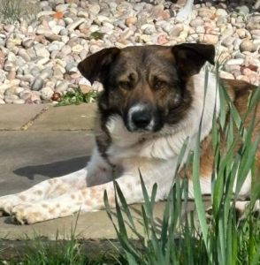 Georgie a white and brown rescue dog | 1 dog at a time rescue UK