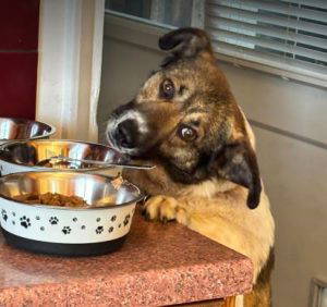 Georgie a white and brown rescue dog | 1 dog at a time rescue UK