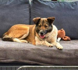 Georgie a white and brown rescue dog | 1 dog at a time rescue UK