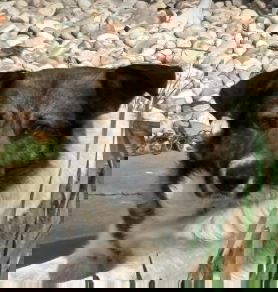 Georgie a white and brown rescue dog | 1 dog at a time rescue UK