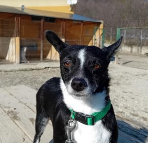 Ginnie a black and white rescue dog | 1 dog at a time rescue UK