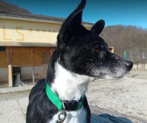 Ginnie a black and white rescue dog | 1 dog at a time rescue UK