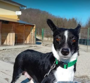 Ginnie a black and white rescue dog | 1 dog at a time rescue UK
