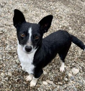 Ginnie a black and white rescue dog | 1 dog at a time rescue UK