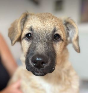 Gracie a fawn rescue dog | 1 dog at a time rescue UK