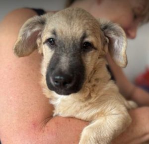 Gracie a fawn rescue dog | 1 dog at a time rescue UK