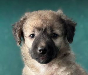 Gracie a fawn rescue dog | 1 dog at a time rescue UK