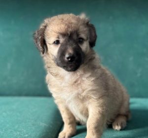 Gracie a fawn rescue dog | 1 dog at a time rescue UK