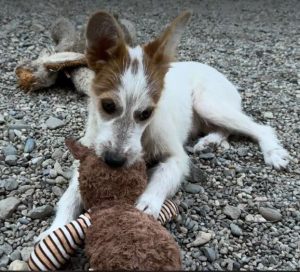 Jasmine a brown and white rescue dog | 1 dog at a time rescue UK